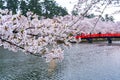 Hirosaki park cherry blossoms matsuri festival in springtime season