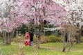 Hirosaki Park cherry blossoms Matsuri festival in springtime season sunny day morning Royalty Free Stock Photo