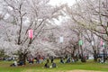 Hirosaki Park cherry blossoms Matsuri festival in springtime season sunny day morning Royalty Free Stock Photo