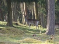 Hirsch im Wald in Nordhessen / Deer in the forest in northern hesse Royalty Free Stock Photo