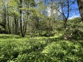 Hirst Wood, with old trees, and wild plants, on a sunny day in, Hirst Wood, Shipley, UK