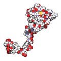 Hirudin protein molecule. Anticoagulant protein from leeches that prevents blood clotting by inhibiting thrombin. Topically used
