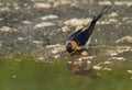 Hirundo daurica