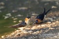 Hirundo daurica