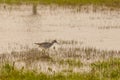 Lesser Yellowleg Foraging at Dusk