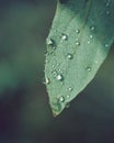 Raindrops on Elderberry Leaf: Macro Shot from Kazakhstan Royalty Free Stock Photo