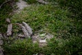 Selective blur on a European common toad, a green toad, hidden in the grass and mud of a swamp, observing and staring Royalty Free Stock Photo