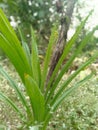 His green pandanus smells good