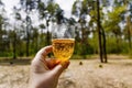 in his hand a wine glass with cider-Aperol in the sunlight against a background of green forest. Copy space Royalty Free Stock Photo