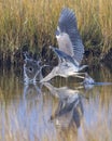 Splash of a Successful Hunt for a Great Blue Heron in San Blas, Florida