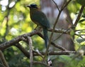 The beautiful motmot bird tail