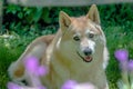 Japanees Shiba Inu running on the green grass