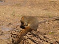 A Red Squirrel Eats A Nut On A Log