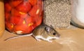 Side view of a wild brown house mouse, Mus musculus, in front of food containers in a kitchen cabinet. Royalty Free Stock Photo