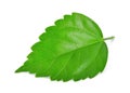 Hisbius or chaba green leaf isolated on white Royalty Free Stock Photo