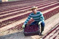 Hispanic farmer with box of harvested red spinach on plantation