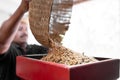 An Hispanic farmer is dropping coffee beans into the peeling machine