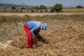 hispanic farmer harvesting with horses organic bean