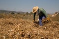 hispanic farmer harvesting with horses organic bean