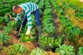 Hispanic farmer harvesting savoy cabbage on farm field