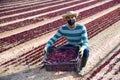 Hispanic farmer in protective mask showing red spinach harvest