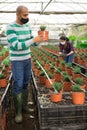 Hispanic farmer wearing a mask during a pandemic, inspects an ornamental shrub in a pot.