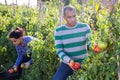 Hispanic farmer harvesting ripe tomatoes on farm field