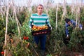 Hispanic farmer harvesting ripe tomatoes on farm field