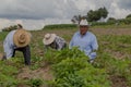 hispanic farmers manual amaranthus planting in a Mexico's farming field