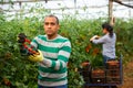 Hispanic grower harvesting crop of red tomatoes in greenhouse Royalty Free Stock Photo