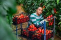 Hispanic grower harvesting crop of red tomatoes in greenhouse Royalty Free Stock Photo