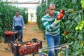 Hispanic grower harvesting crop of red tomatoes in greenhouse Royalty Free Stock Photo