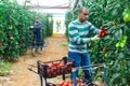 Hispanic grower harvesting crop of red tomatoes in greenhouse Royalty Free Stock Photo