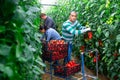 Hispanic grower harvesting crop of red tomatoes in greenhouse Royalty Free Stock Photo