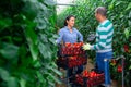 Hispanic horticulturists harvesting red tomatoes in greenhouse Royalty Free Stock Photo