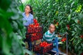 Hispanic horticulturists harvesting red tomatoes in greenhouse Royalty Free Stock Photo