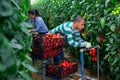 Hispanic horticulturists harvesting red tomatoes in greenhouse Royalty Free Stock Photo