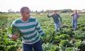 Hispanic man fleeing from farmer field with stolen cabbage