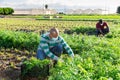 Hispanic man in medical mask harvesting parsley on farm field