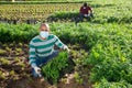 Hispanic man in medical mask harvesting parsley on farm field