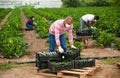 Hispanic man in medical mask stacking boxes with zucchini harvest