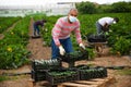 Hispanic man in medical mask stacking boxes with zucchini harvest