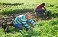 Hispanic man working on field during harvest of parsley