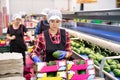 Hispanic woman sorting and packing ripe Hass avocados Royalty Free Stock Photo