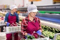 Hispanic woman sorting and packing ripe Hass avocados Royalty Free Stock Photo