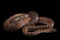 Hispaniolan boa, Chilabothrus or epicrates