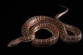 Hispaniolan boa, Chilabothrus or epicrates