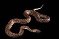 Hispaniolan boa, Chilabothrus or epicrates