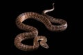 Hispaniolan boa, Chilabothrus or epicrates