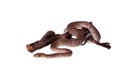 Hispaniolan boa on white background Royalty Free Stock Photo